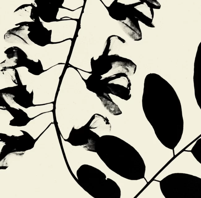 naturaise_portfolio_black_locust