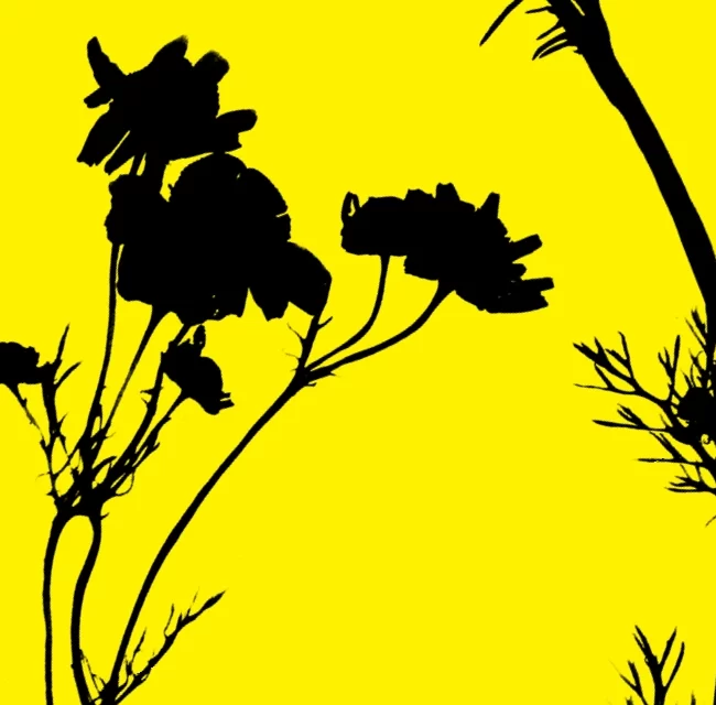 naturaise_portfolio_chamomile