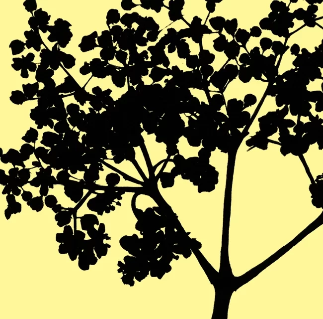 naturaise_portfolio_elderflowers