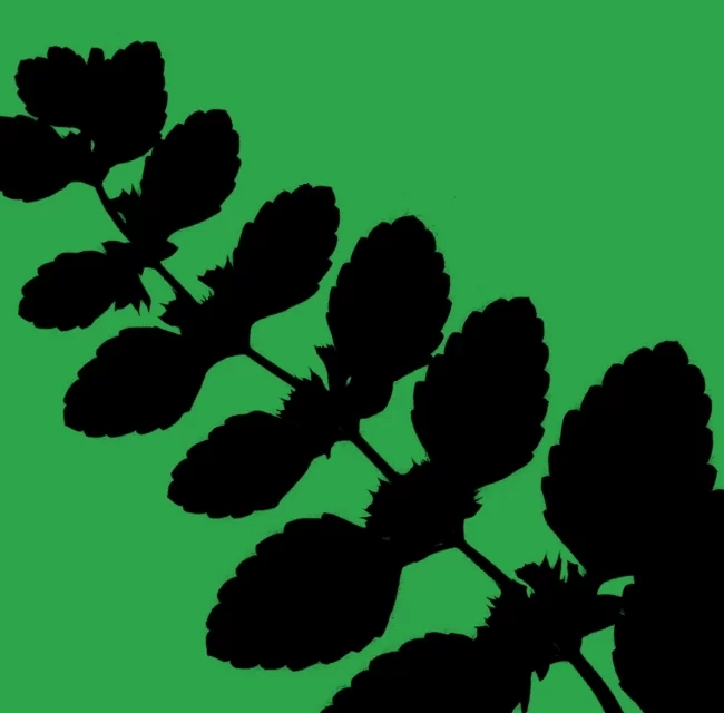 naturaise_portfolio_lemon_balm