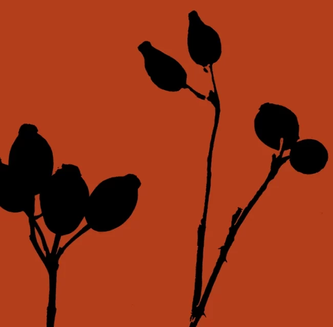 naturaise_portfolio_rosehip