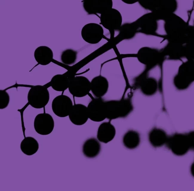 naturaise_portfolio_elderberry