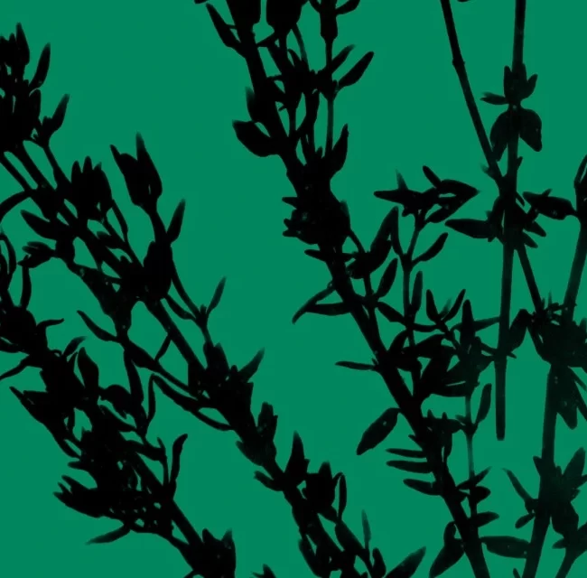 naturaise_portfolio_thyme